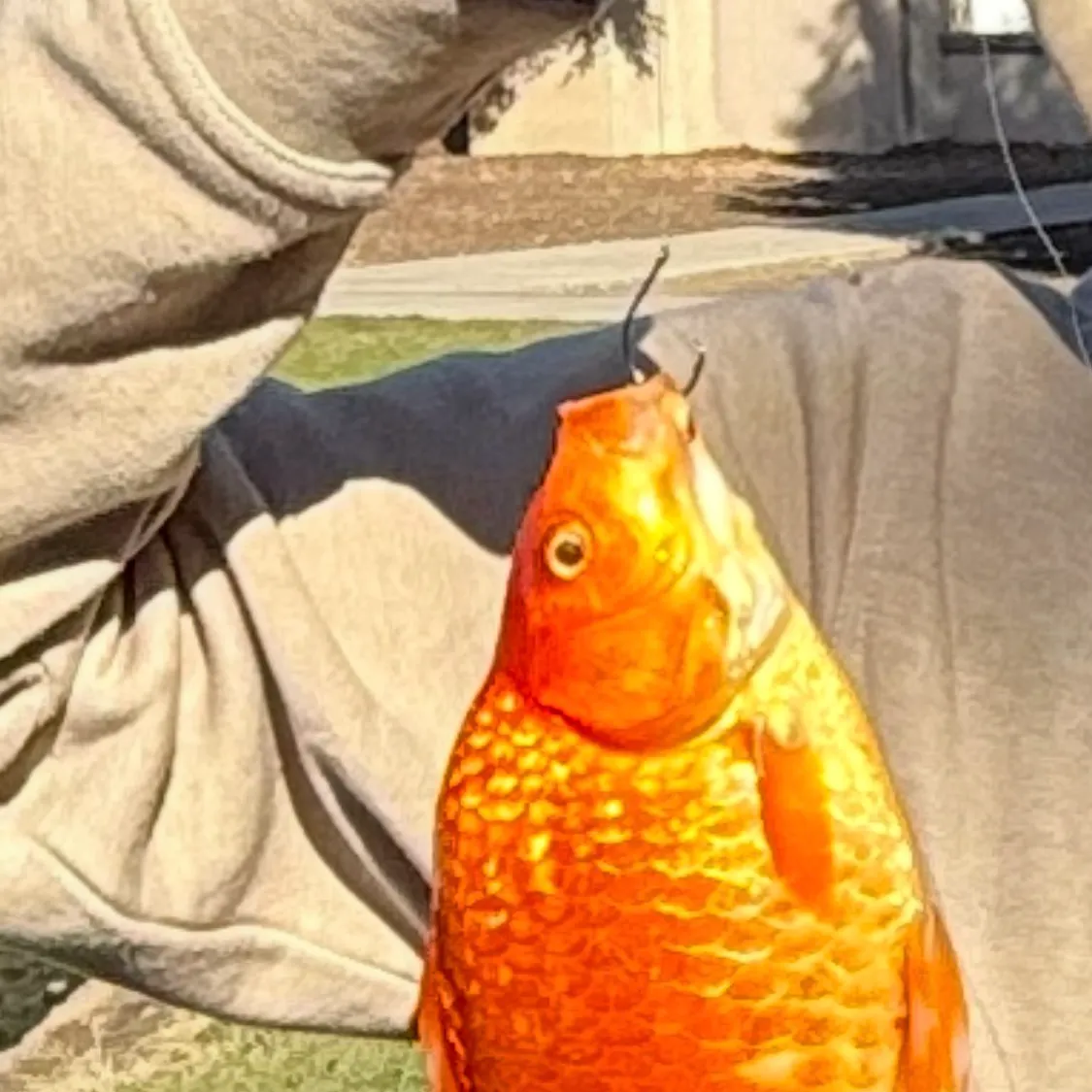 Goldfish caught on Fishbrain