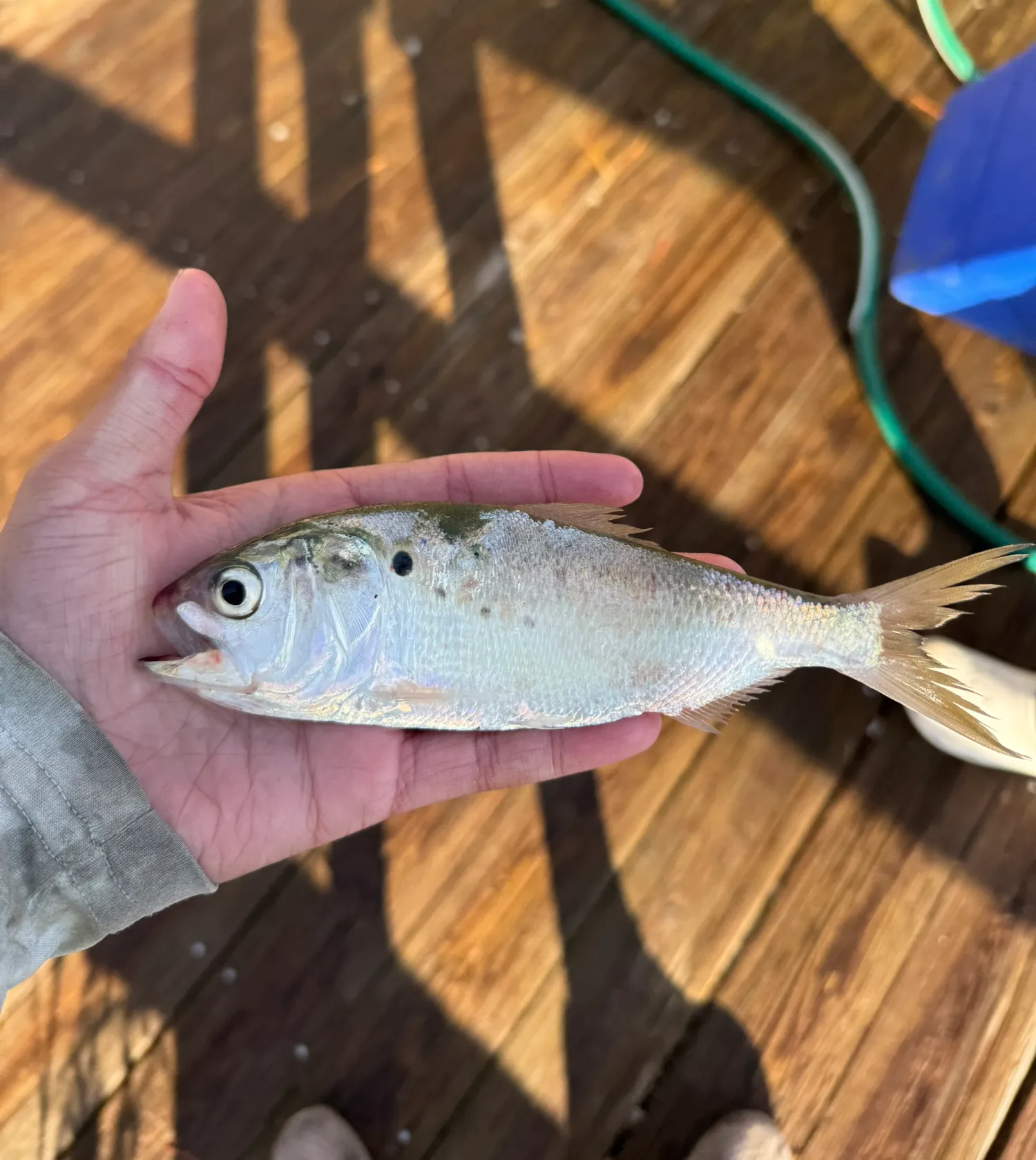 The most popular recent Atlantic menhaden catch on Fishbrain