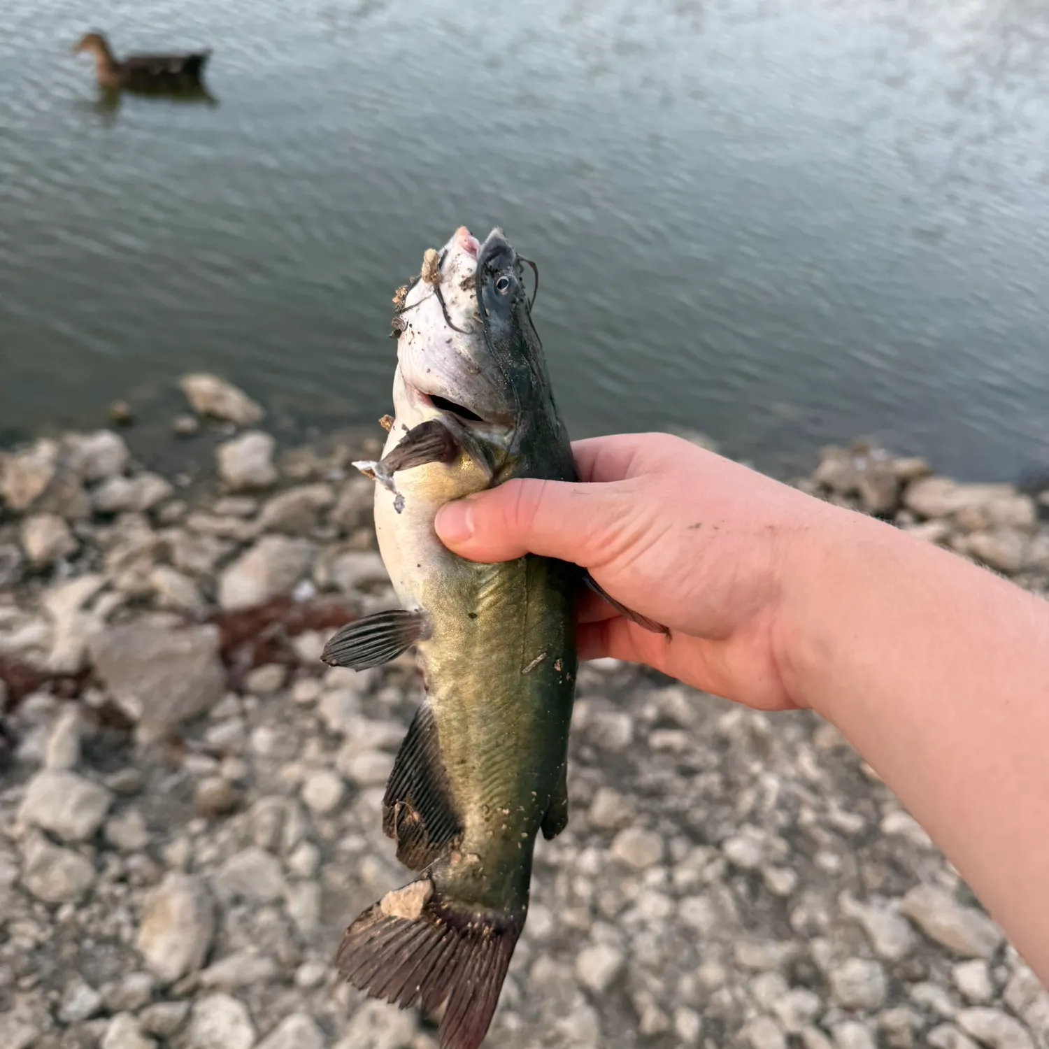 catch