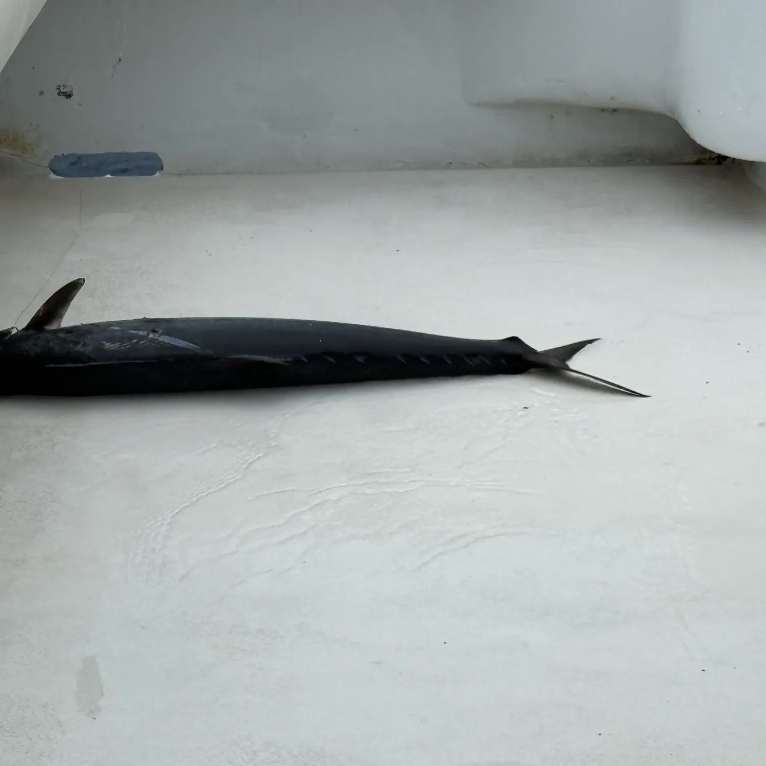 The most recent King mackerel catches on Fishbrain