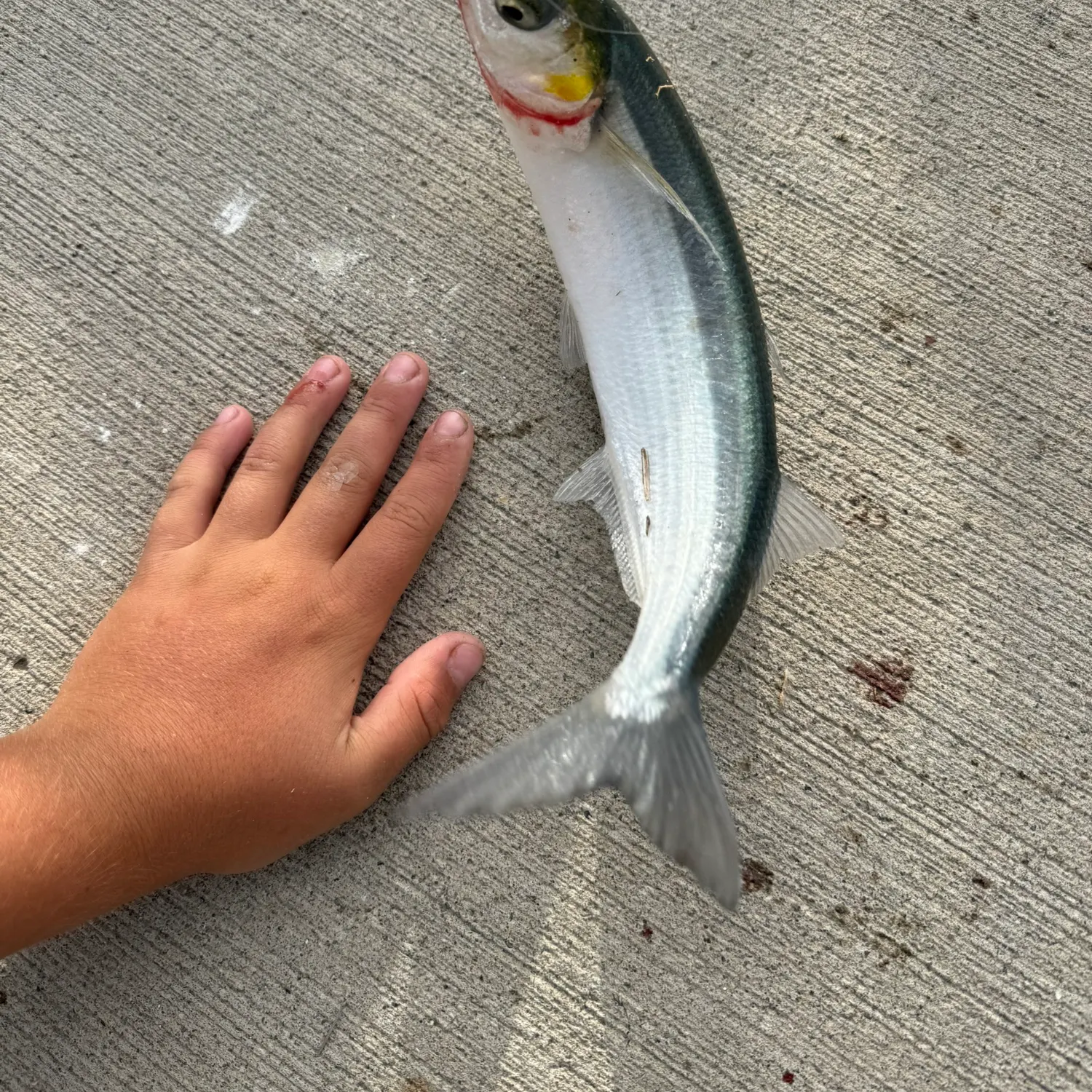 The most recent Jack silverside catches on Fishbrain