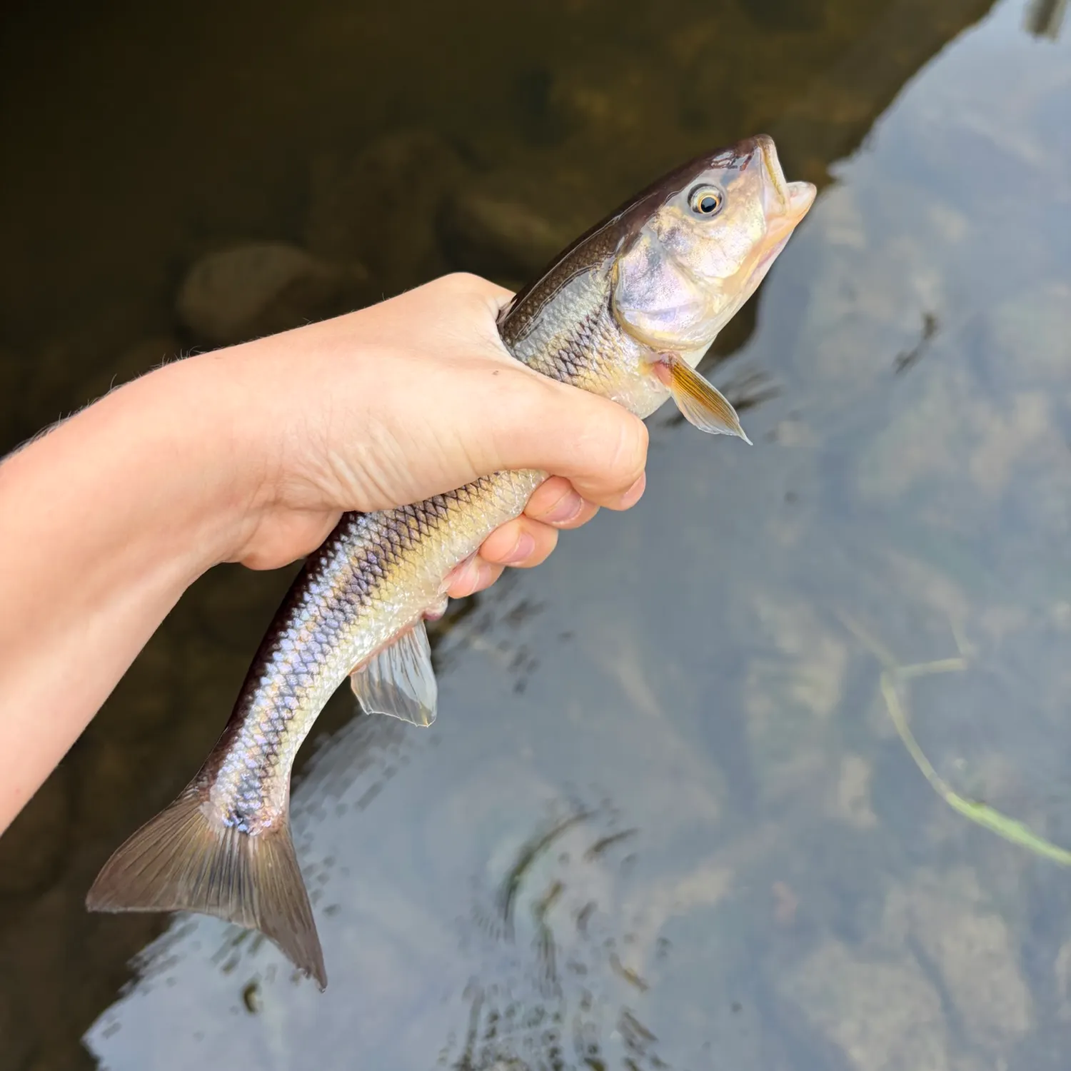 Creek chub caught on Fishbrain