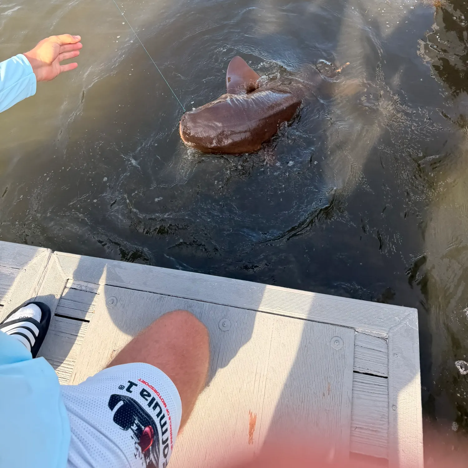 The most recent Nurse shark catches on Fishbrain