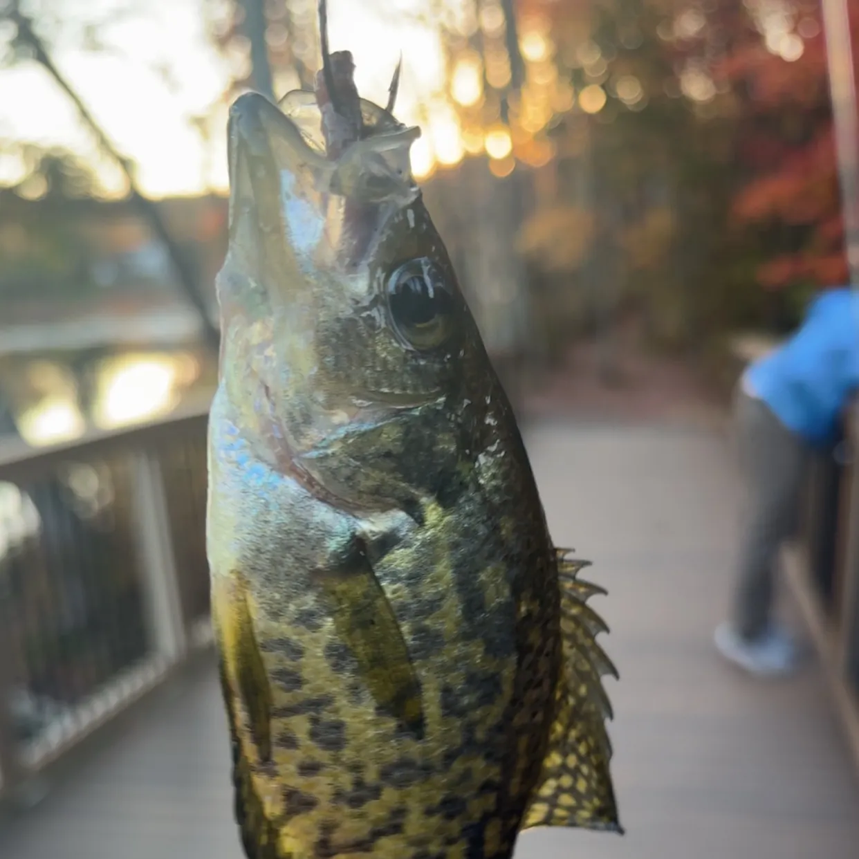 Black crappie caught on Fishbrain