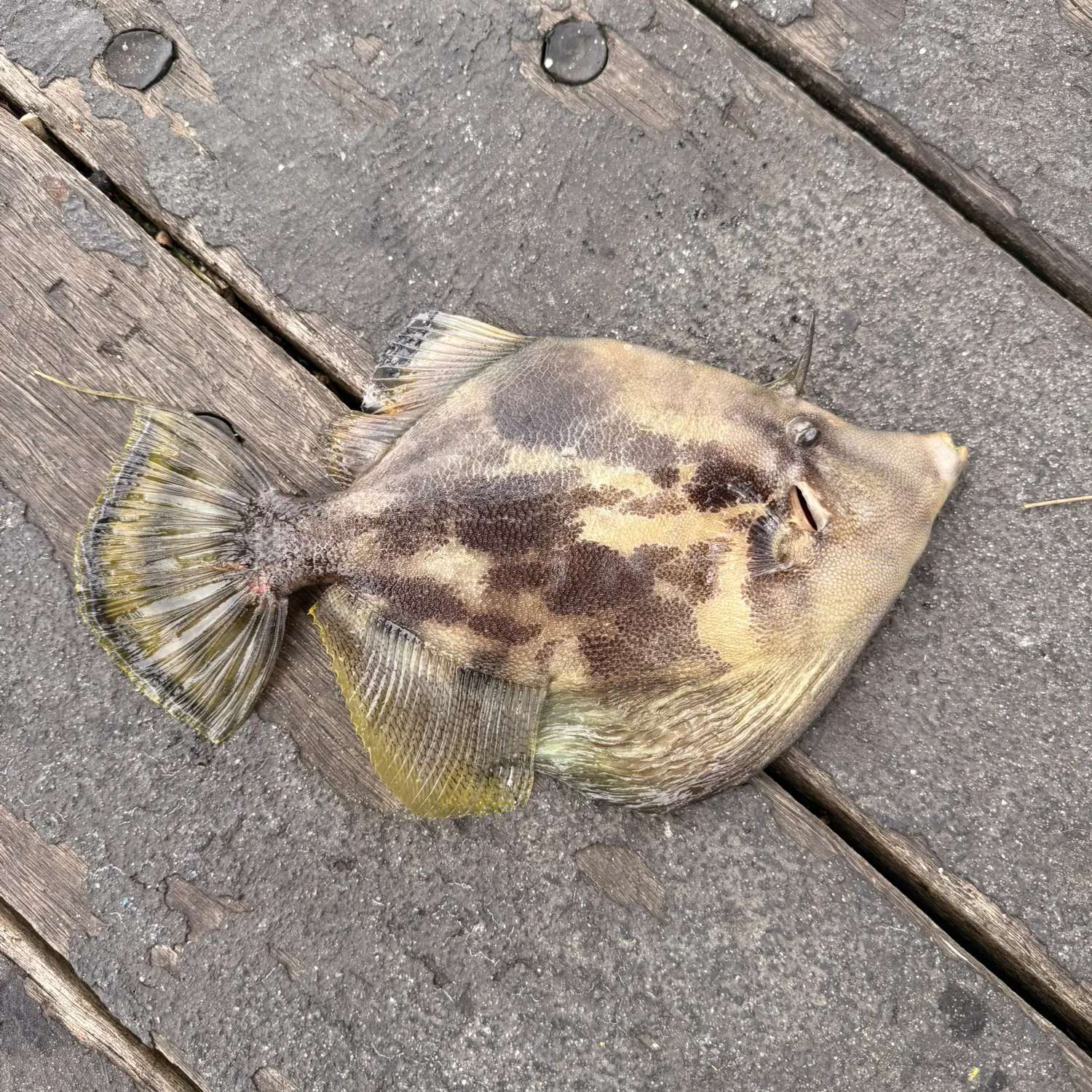 The most recent Yellowfin leatherjacket catches on Fishbrain