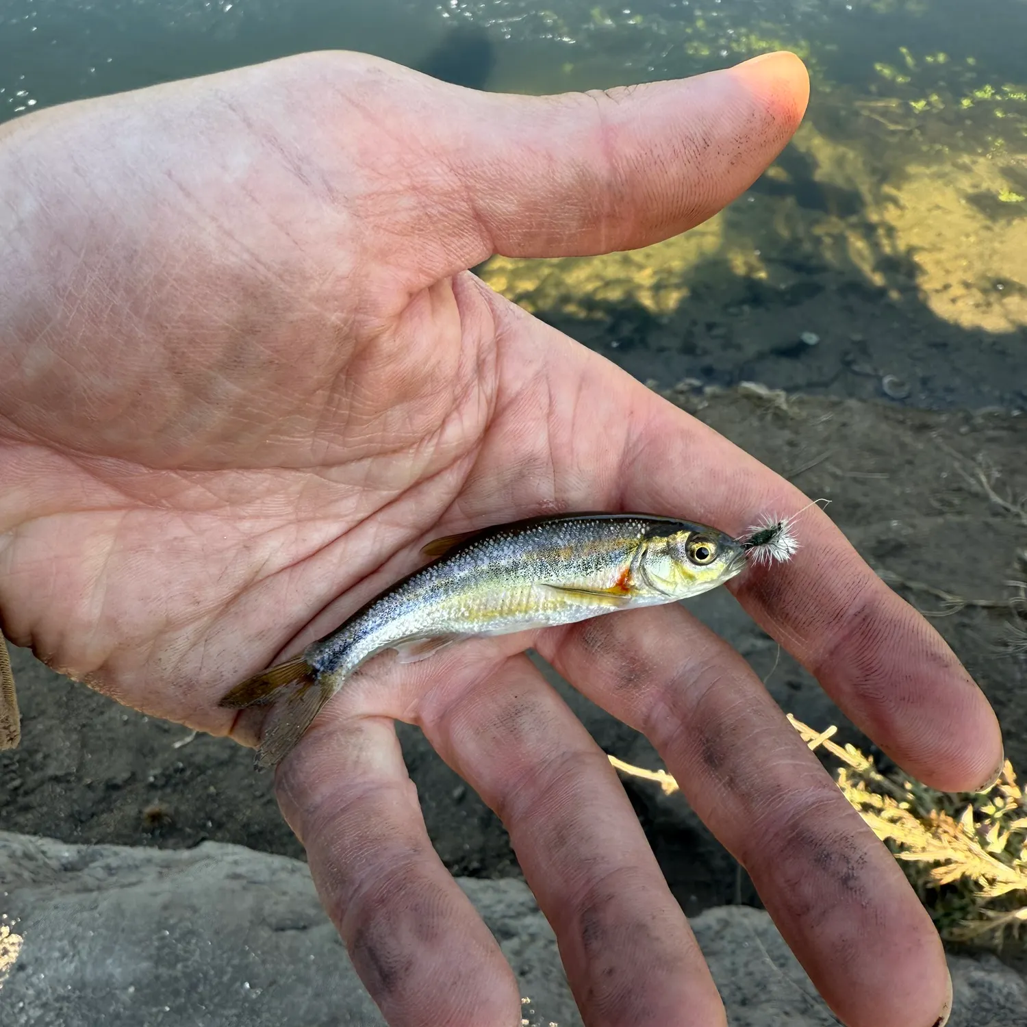 The most recent Red shiner catches on Fishbrain