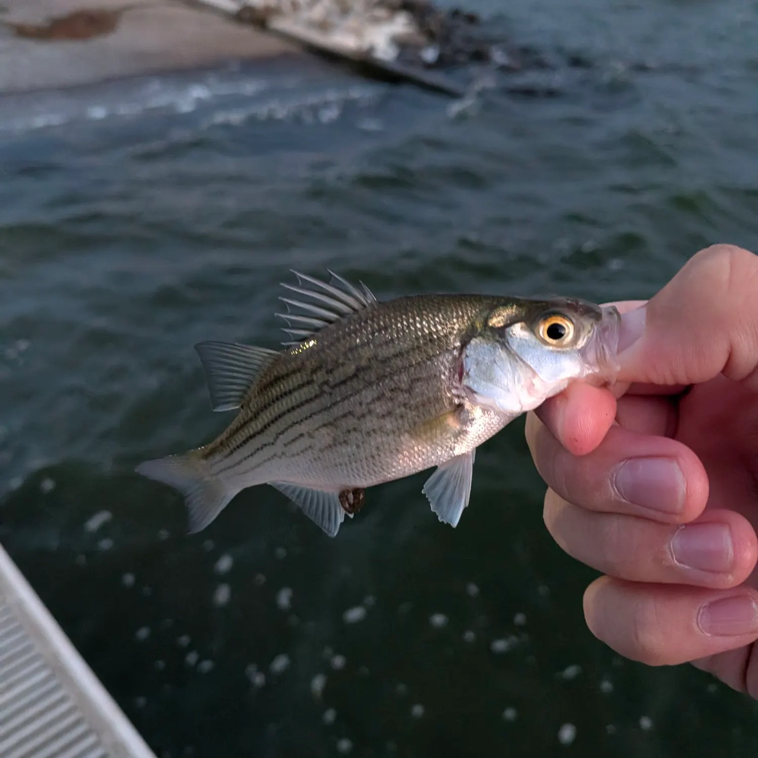 White bass caught on Fishbrain