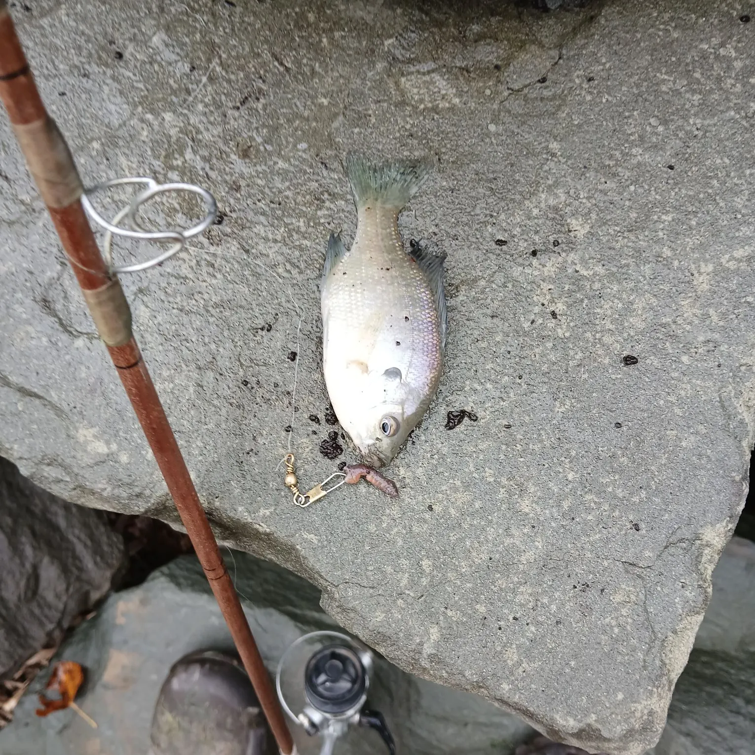 Bluegill caught on Fishbrain