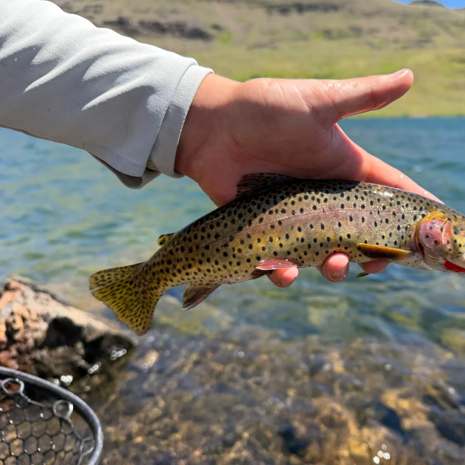 The most recent Lahontan cutthroat trout catches on Fishbrain