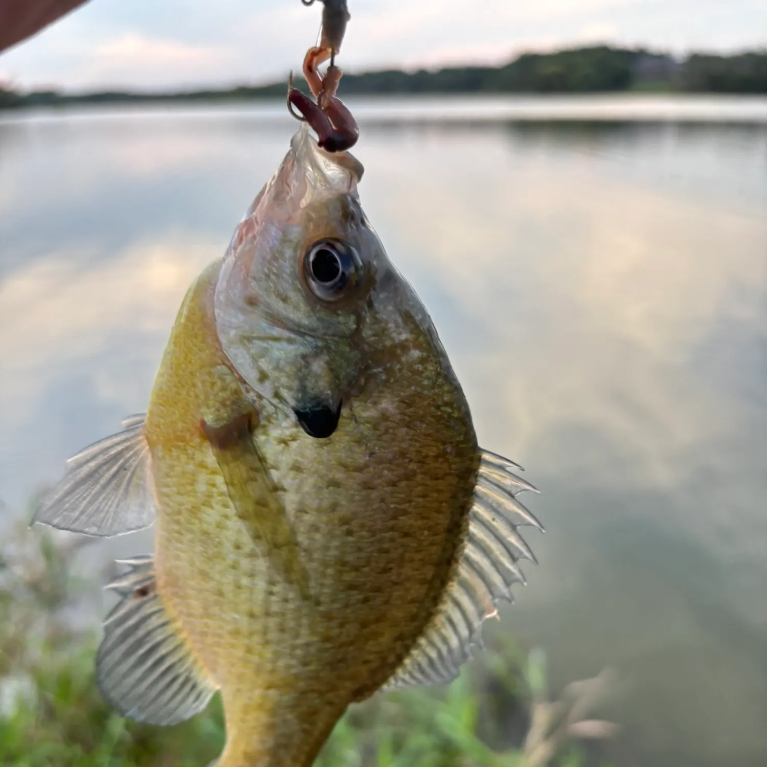 Bluegill caught on Fishbrain