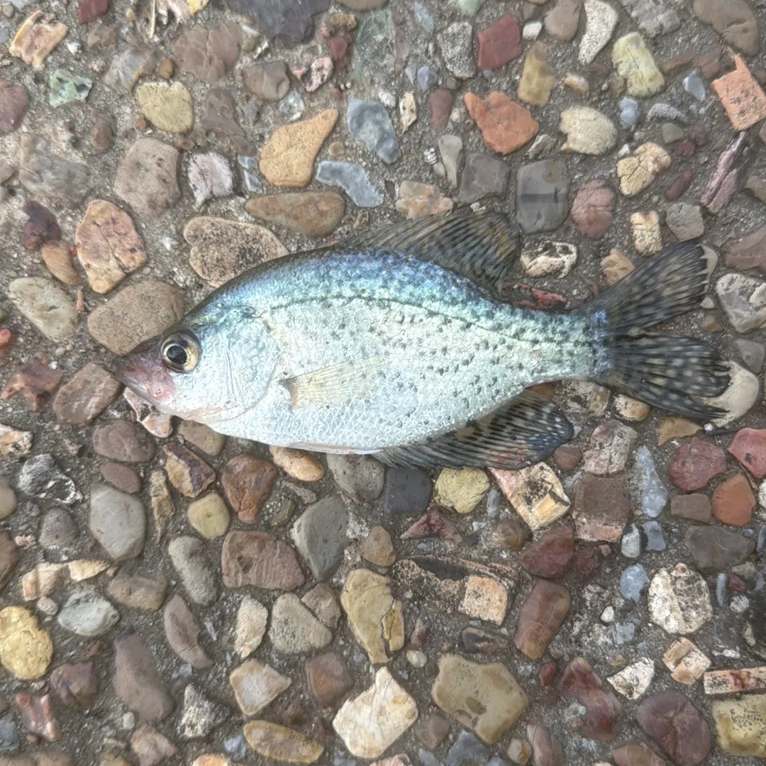 White crappie caught on Fishbrain
