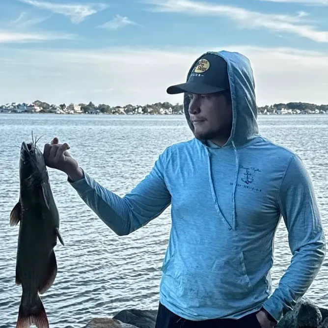 Channel catfish caught on Fishbrain