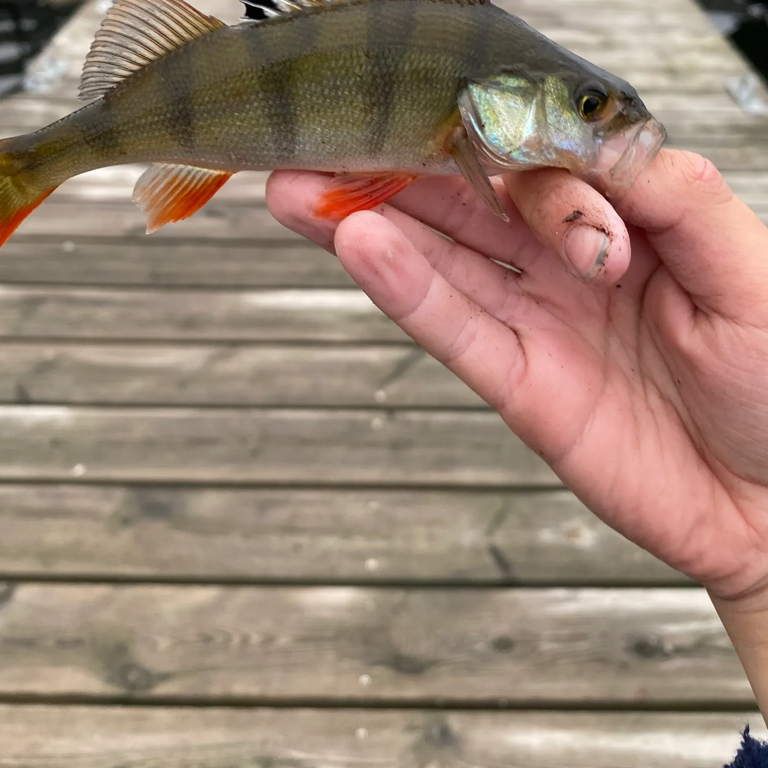 European perch caught on Fishbrain
