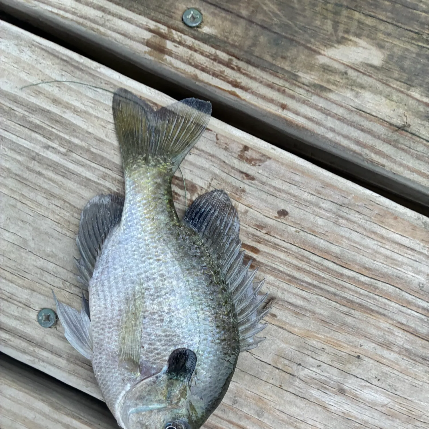 Bluegill caught on Fishbrain