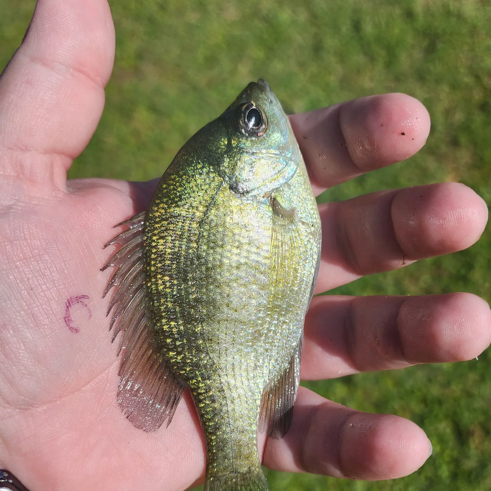 Bluegill caught on Fishbrain