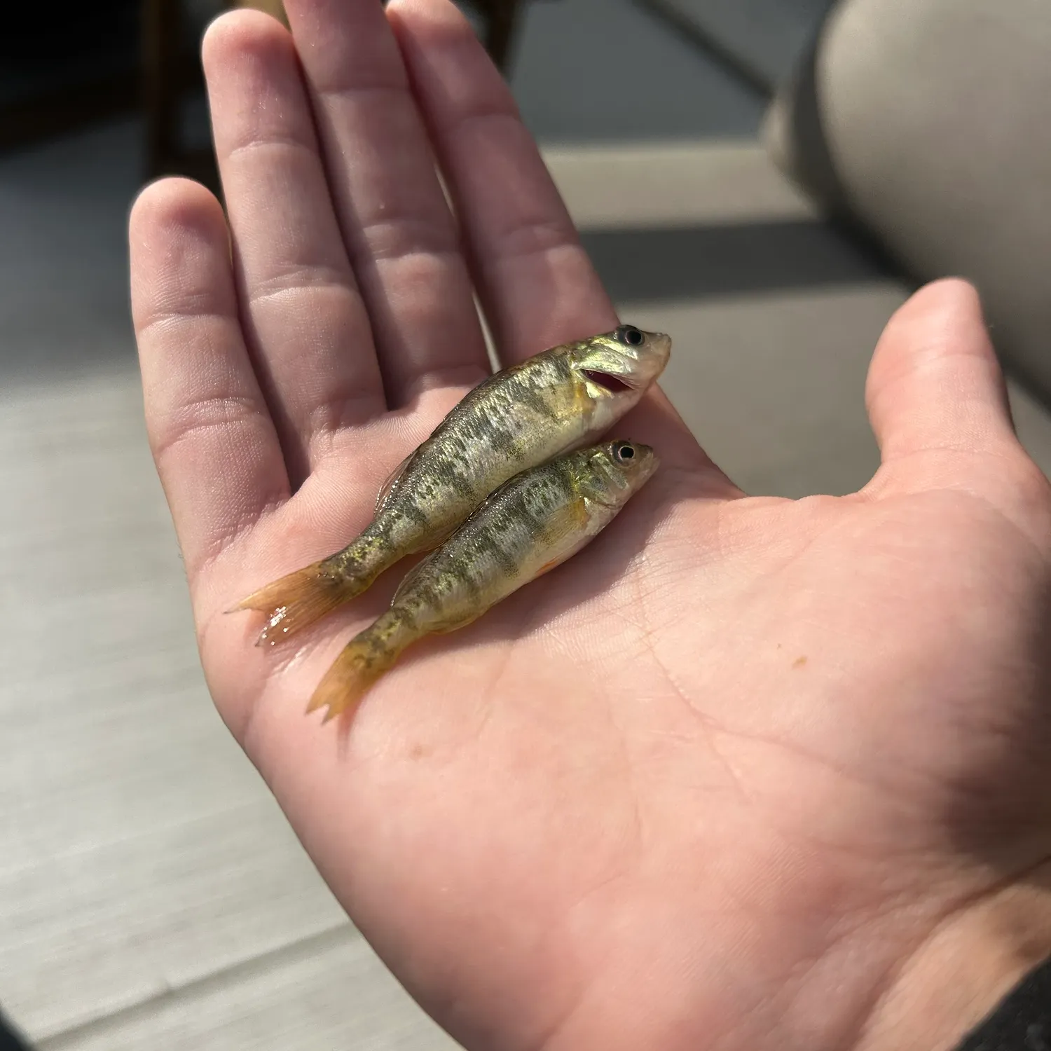 Yellow perch caught on Fishbrain