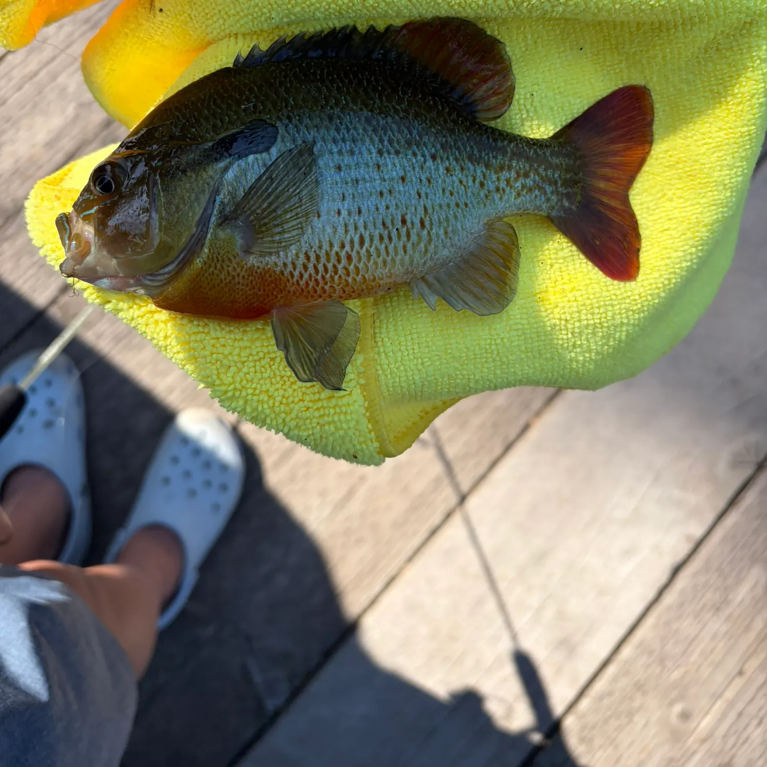 The most recent Atlantic goliath grouper catches on Fishbrain