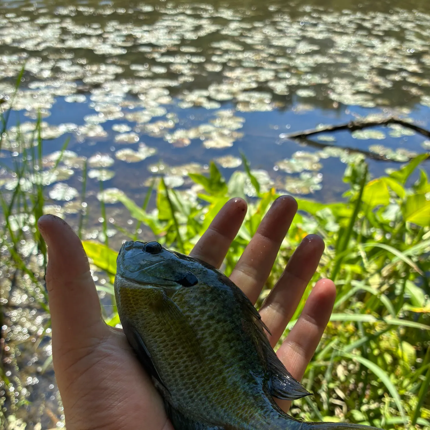 Bluegill caught on Fishbrain