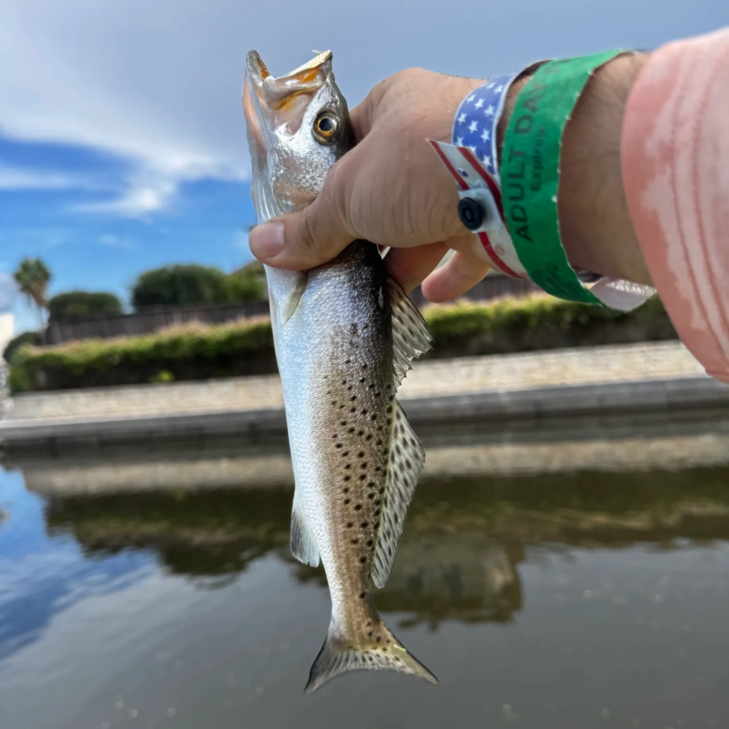 Spotted seatrout caught on Fishbrain