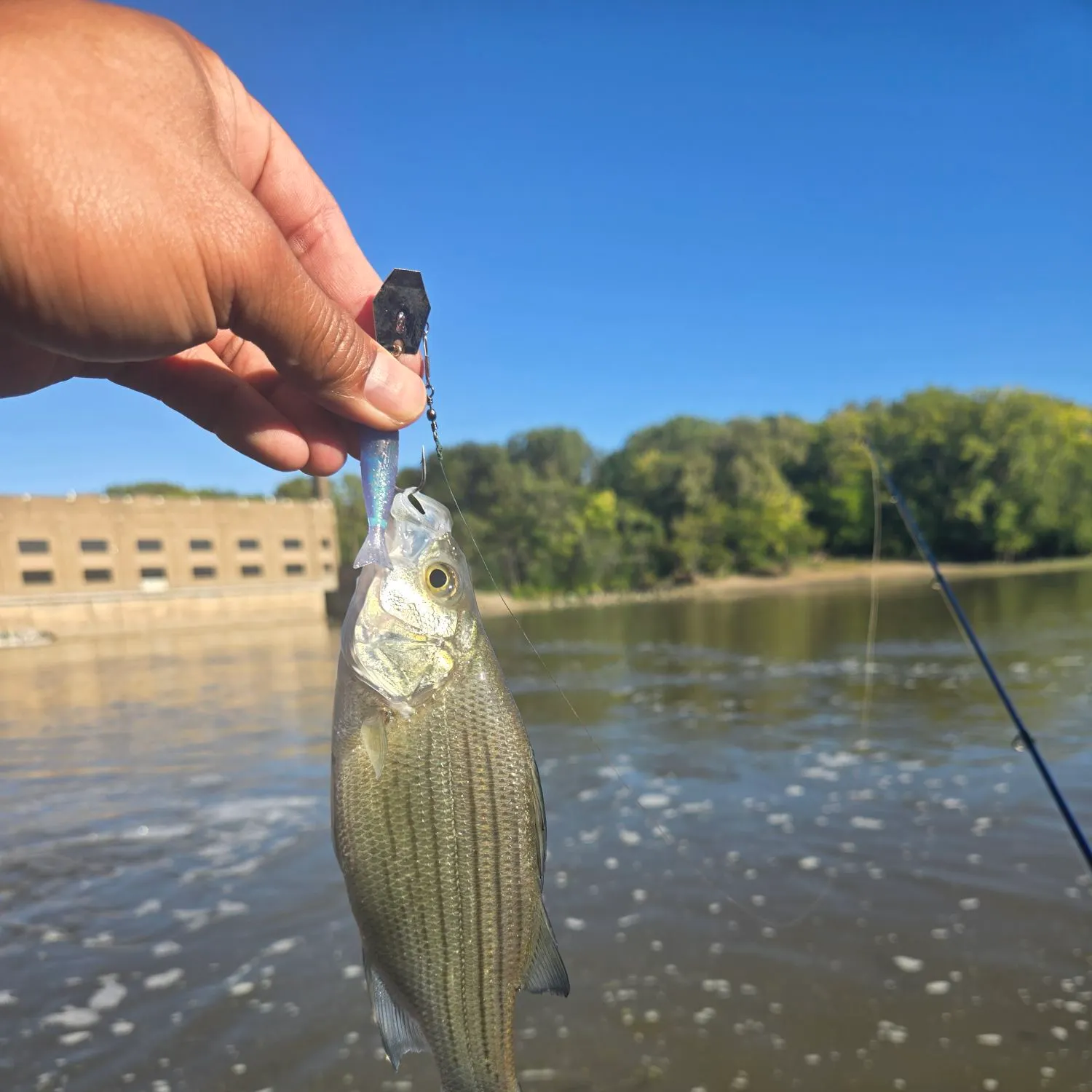 White bass caught on Fishbrain