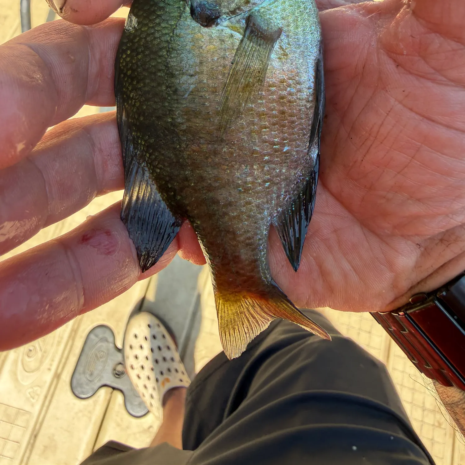 catch