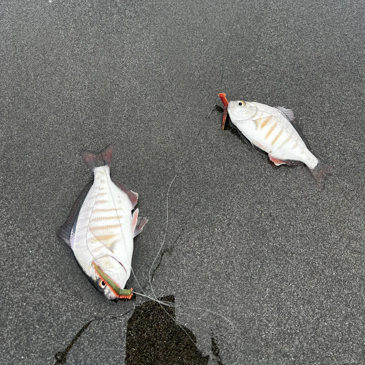 The most recent Redtail surfperch catches on Fishbrain