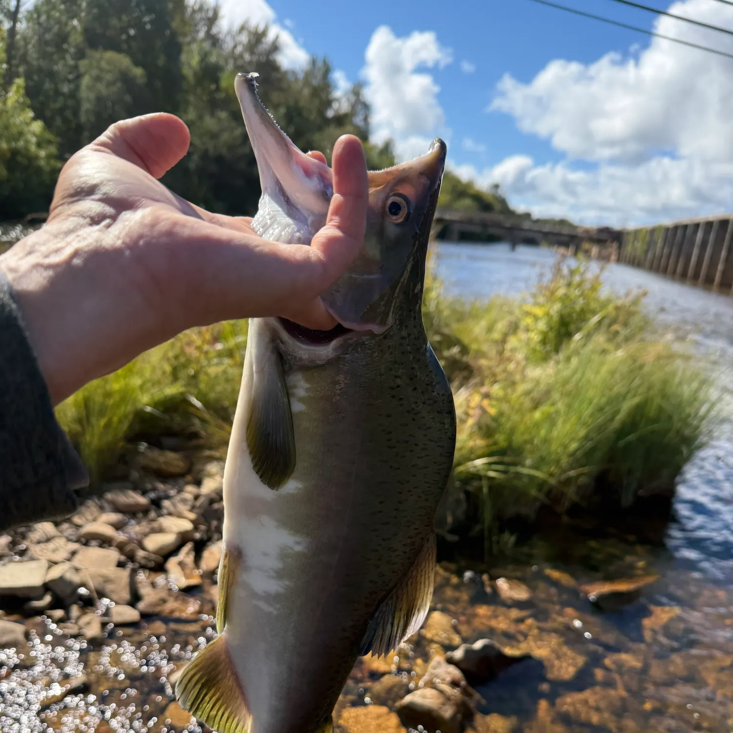 Pink salmon caught on Fishbrain