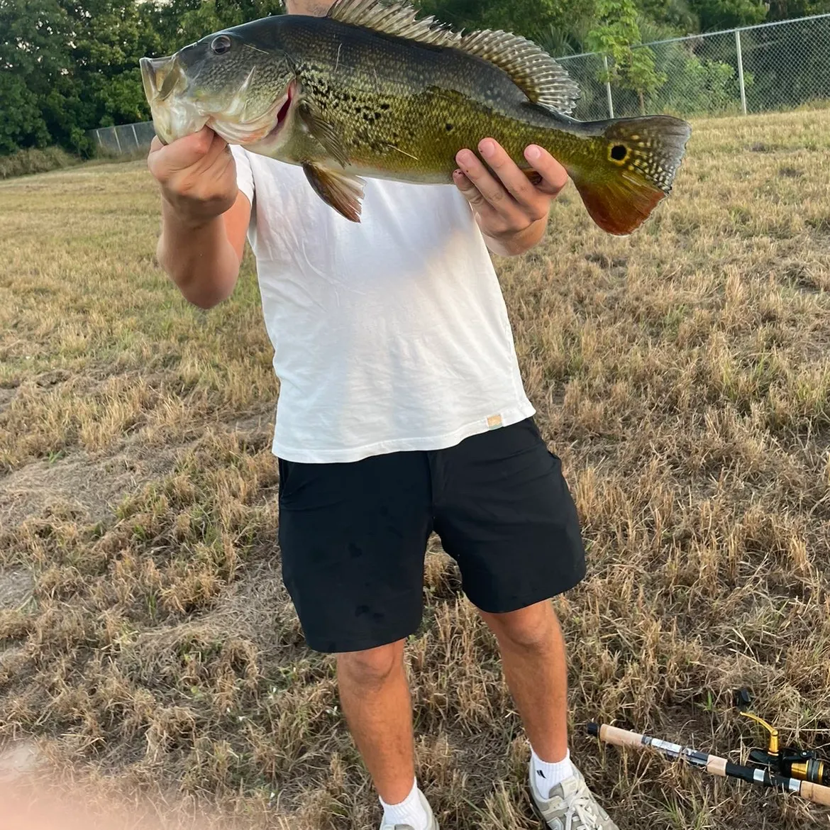 The most recent Speckled peacock bass catches on Fishbrain