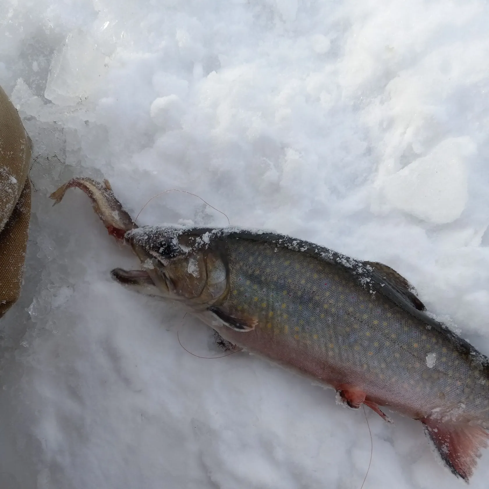 The most recent Brook trout catches on Fishbrain