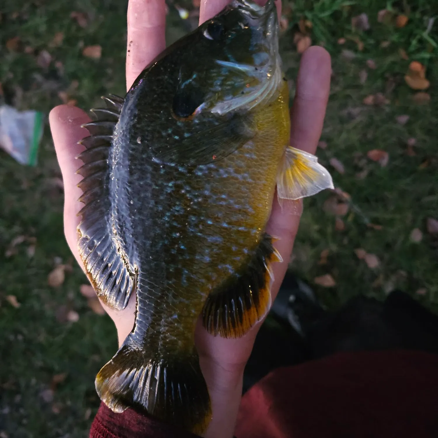 Greengill hybrid caught on Fishbrain