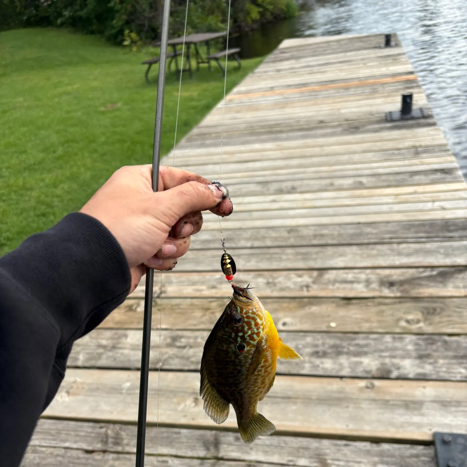 Pumpkinseed caught on Fishbrain