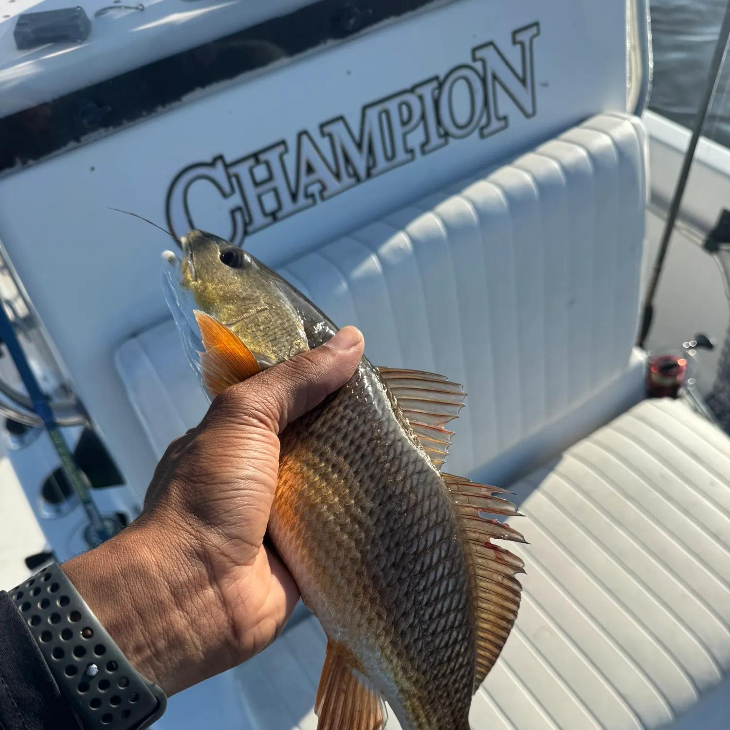 Red drum caught on Fishbrain