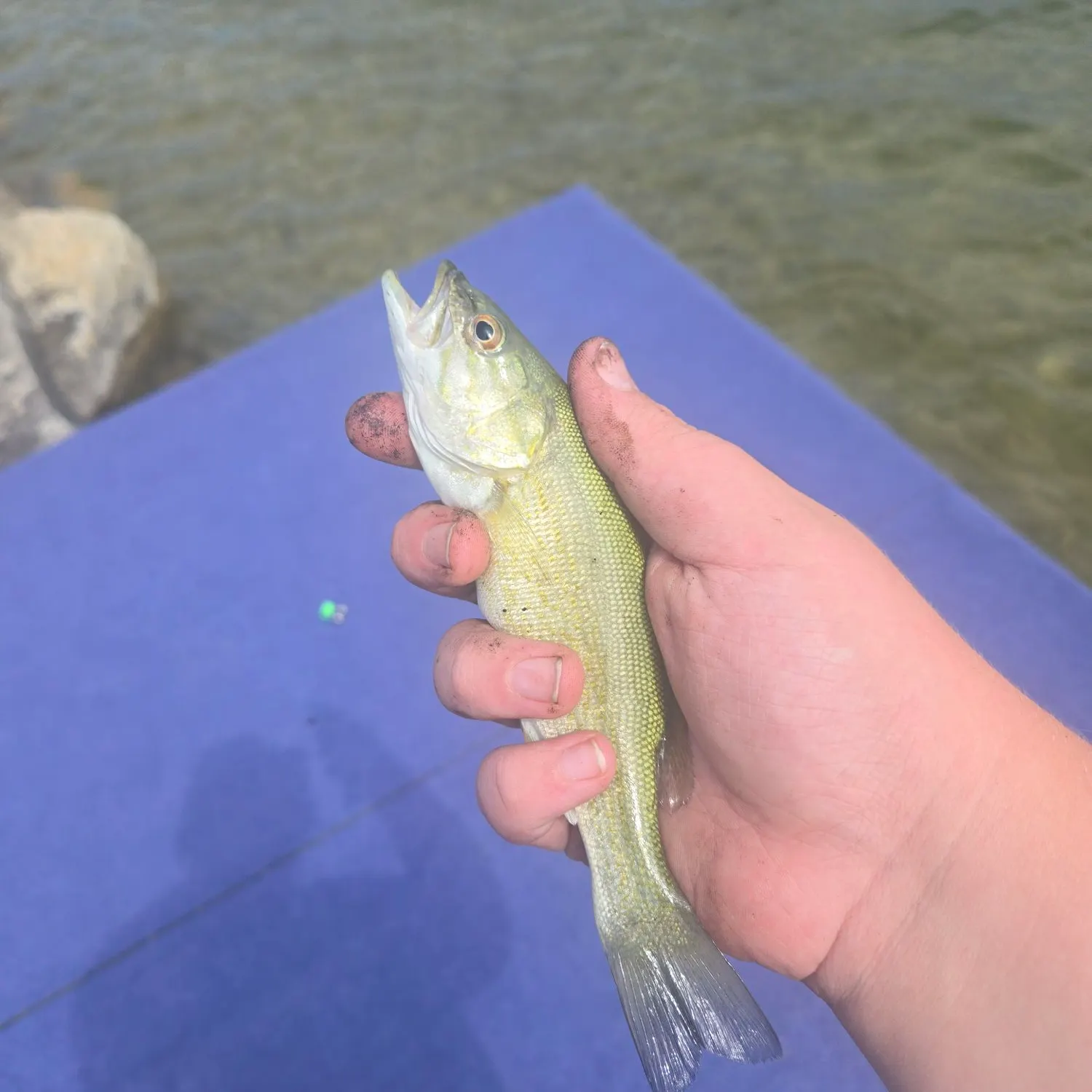 Smallmouth bass caught on Fishbrain