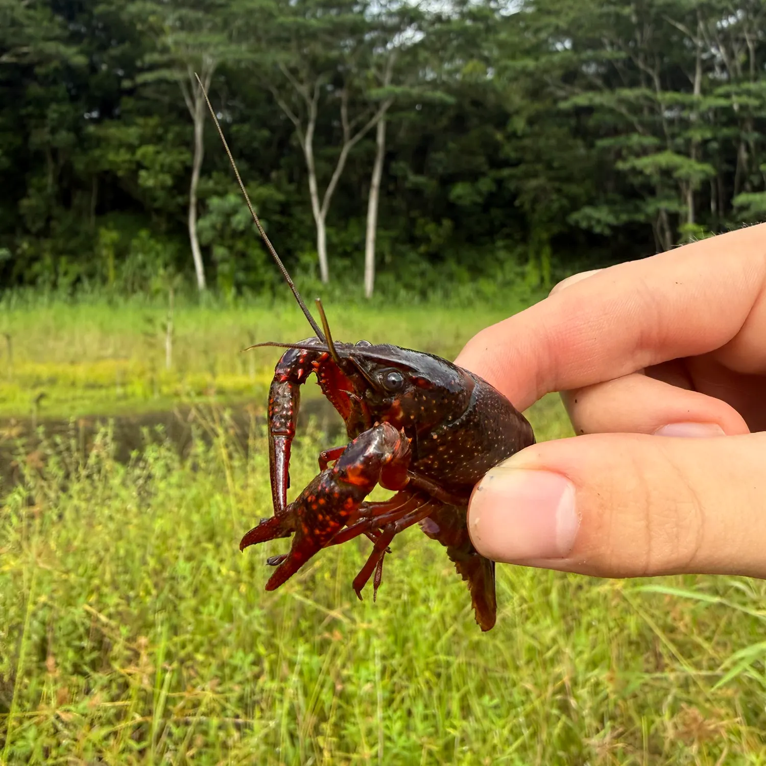 The most recent Red swamp crayfish catches on Fishbrain