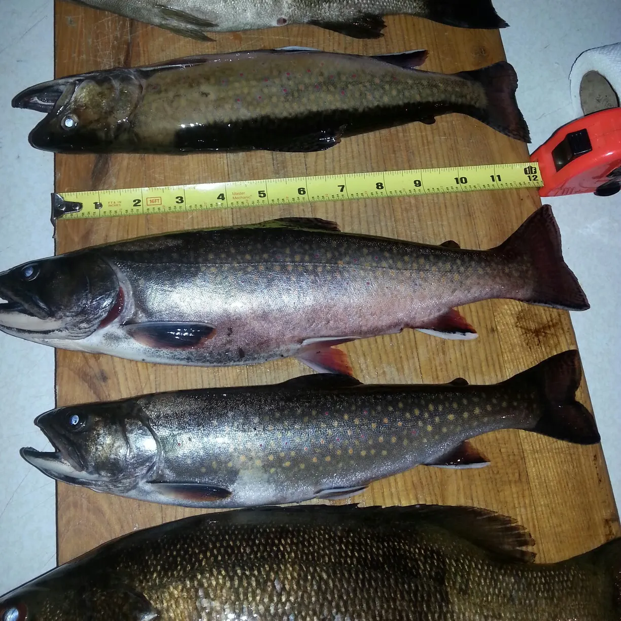 recently logged catches