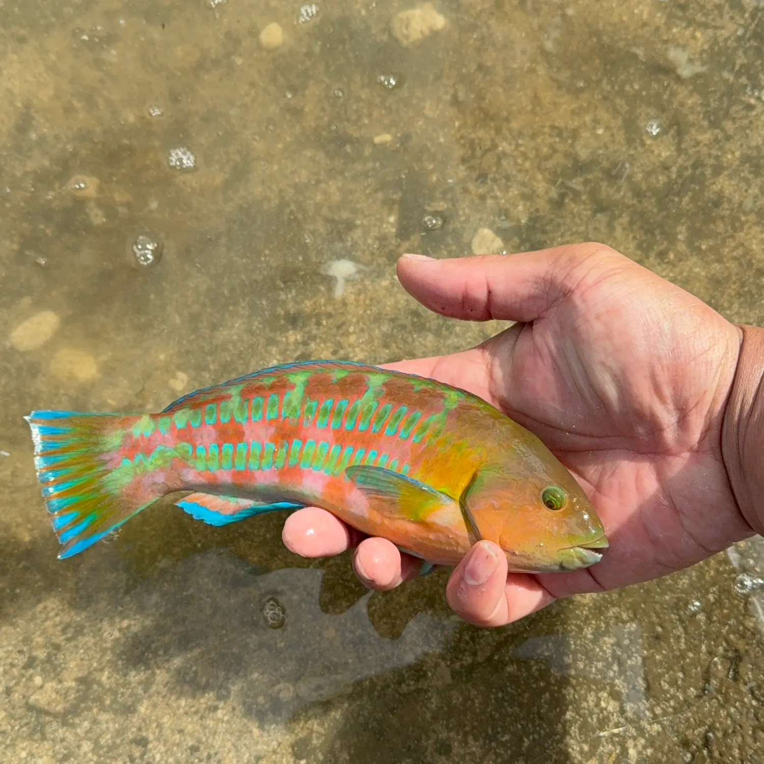 The most recent Rainbow slender wrasse catches on Fishbrain