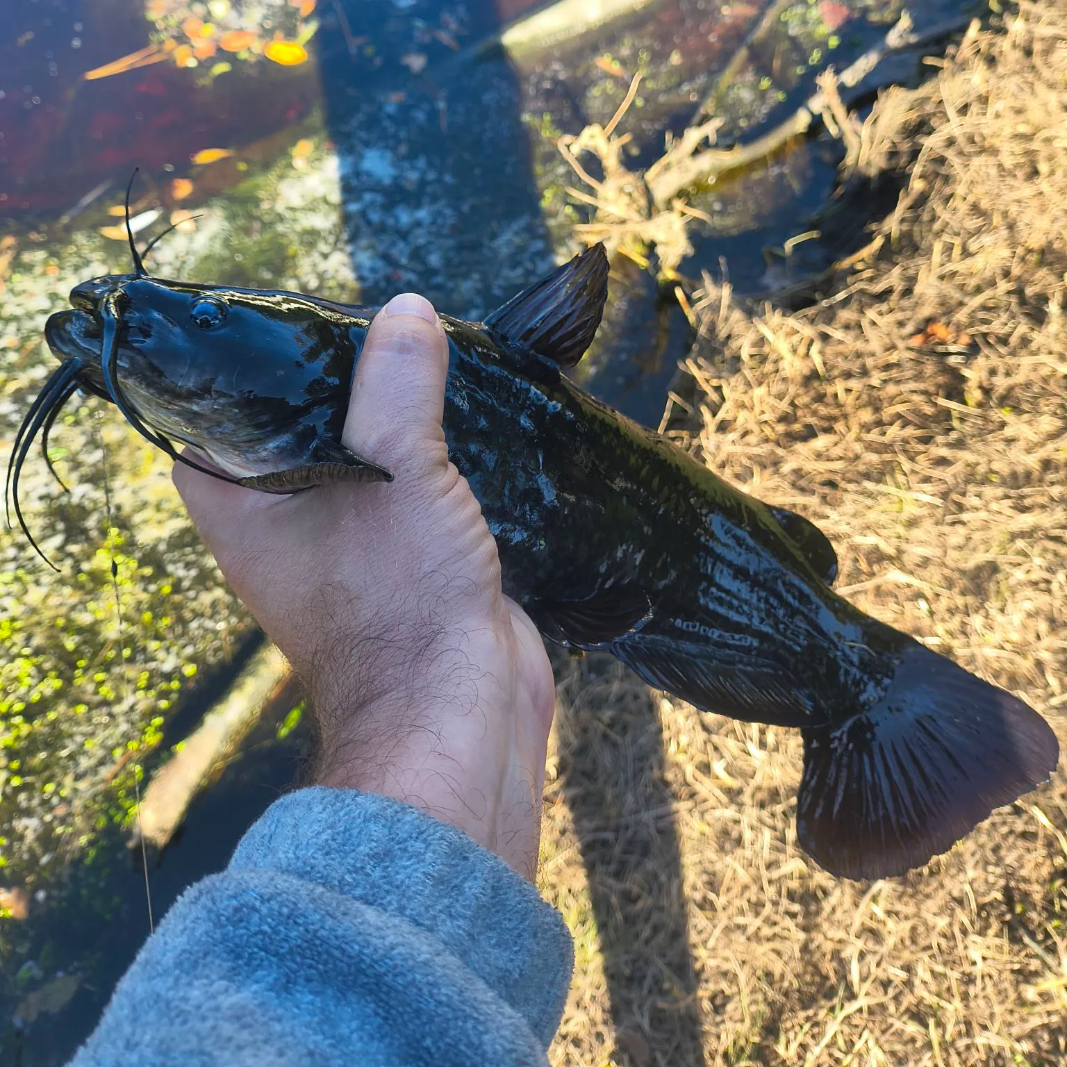 Brown bullhead caught on Fishbrain