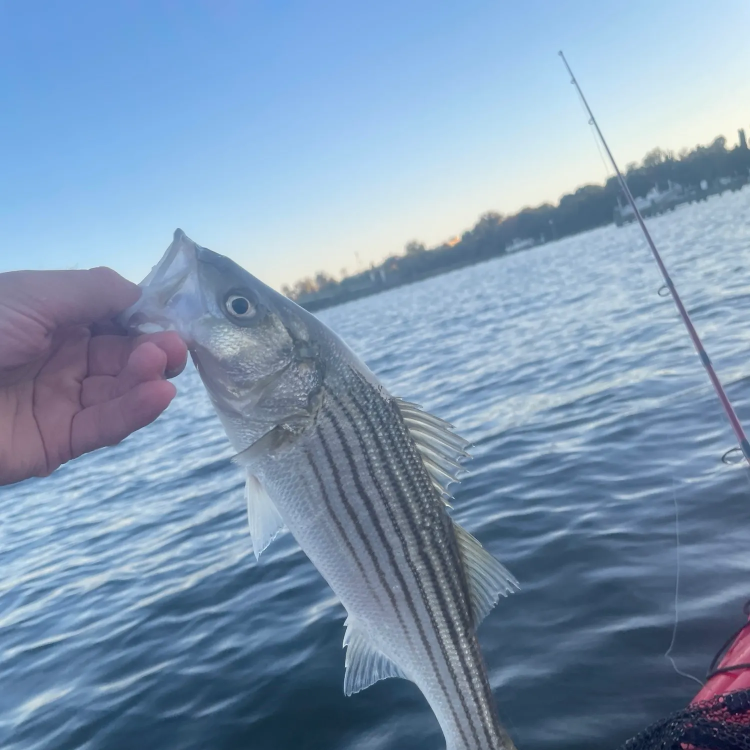 Striped bass caught on Fishbrain