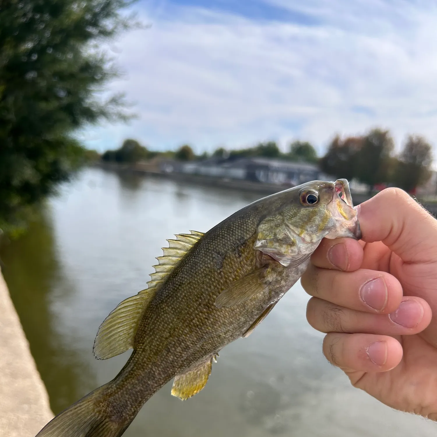 Smallmouth bass caught on Fishbrain