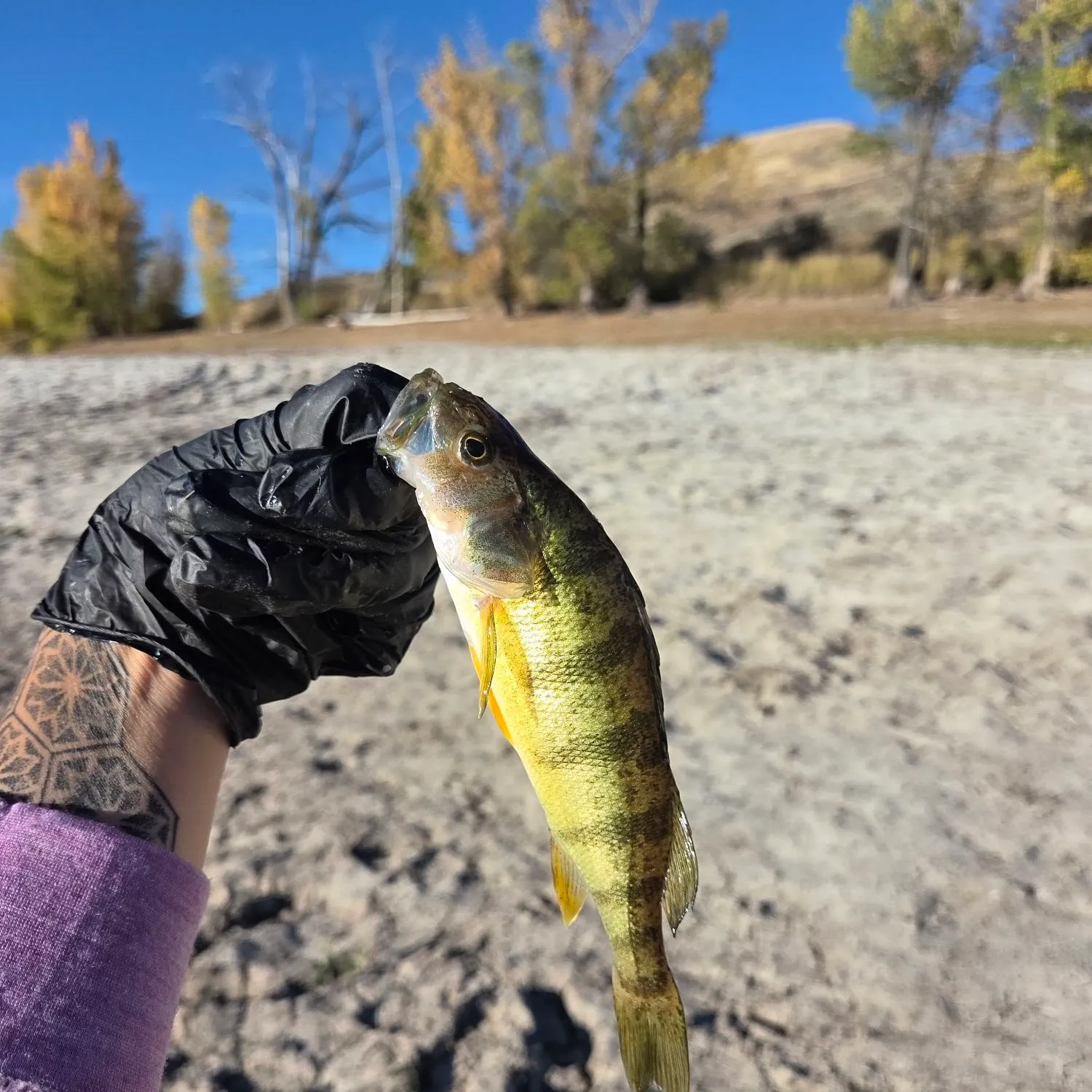 Yellow perch caught on Fishbrain