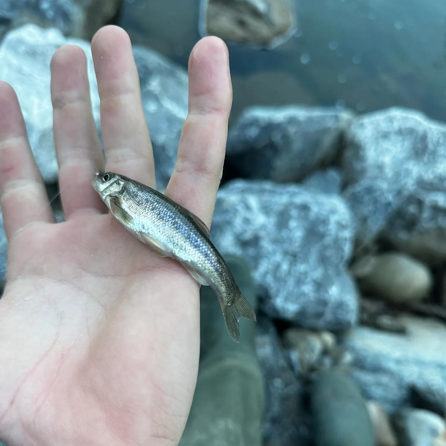 The most recent Bluntnose minnow catches on Fishbrain