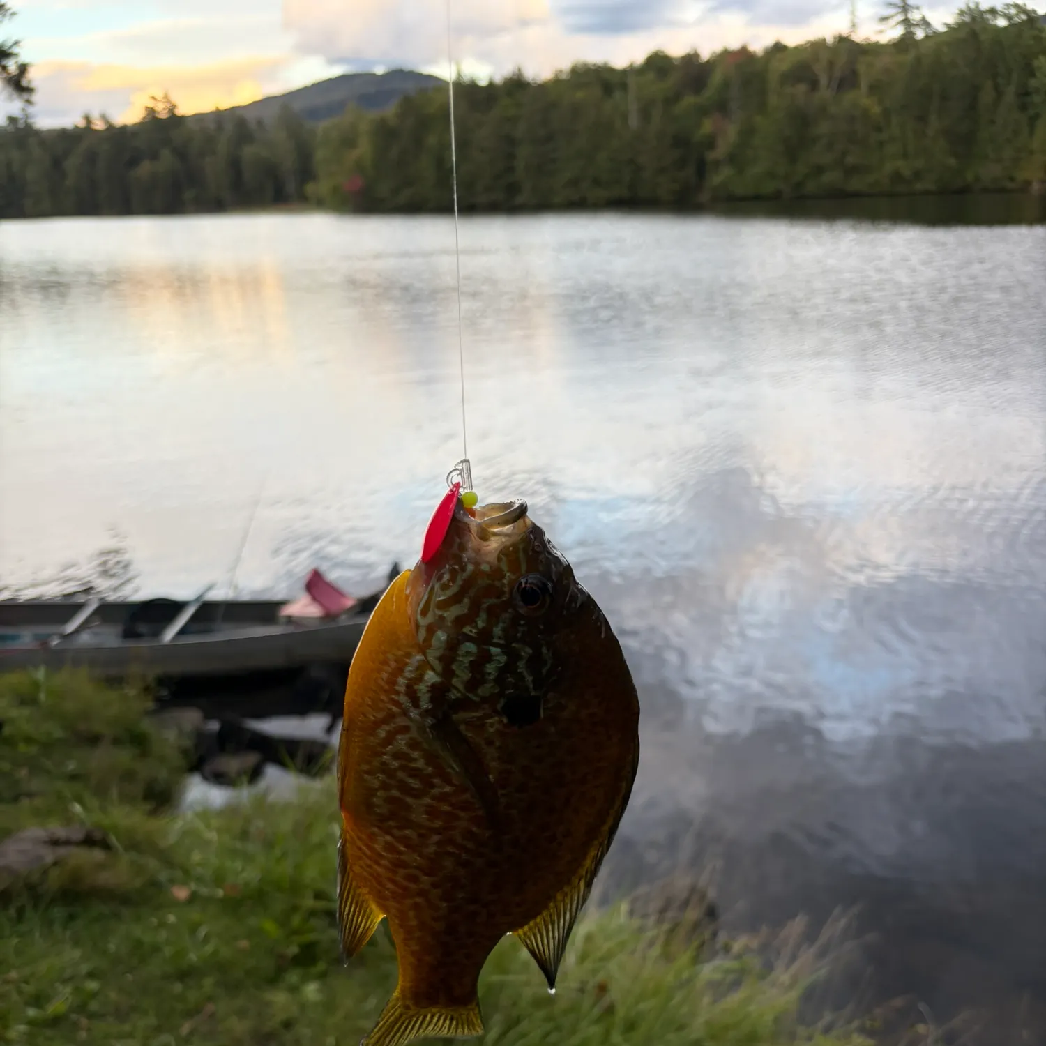 Pumpkinseed caught on Fishbrain