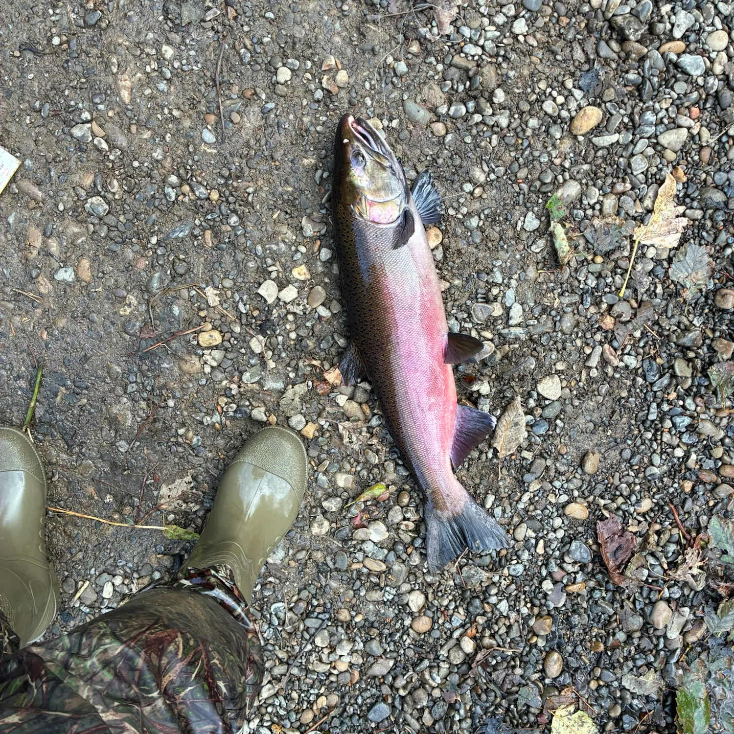 Coho salmon caught on Fishbrain