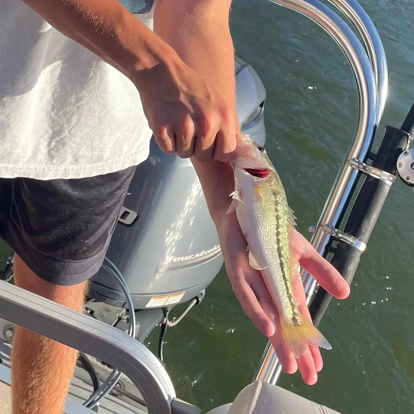 Spotted bass caught on Fishbrain