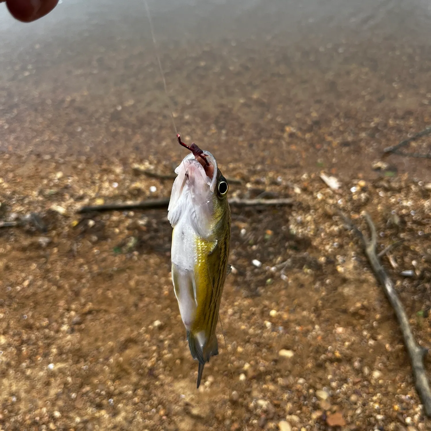 The most recent Yellowbelly cichlid catches on Fishbrain