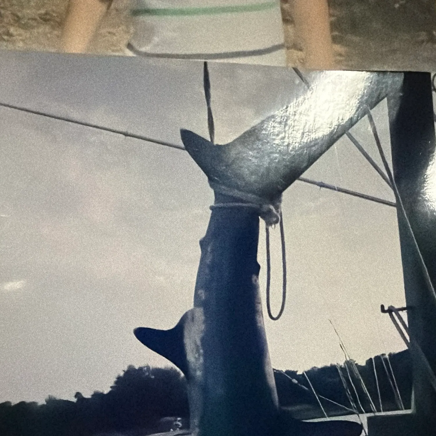 The most recent Longfin mako shark catches on Fishbrain