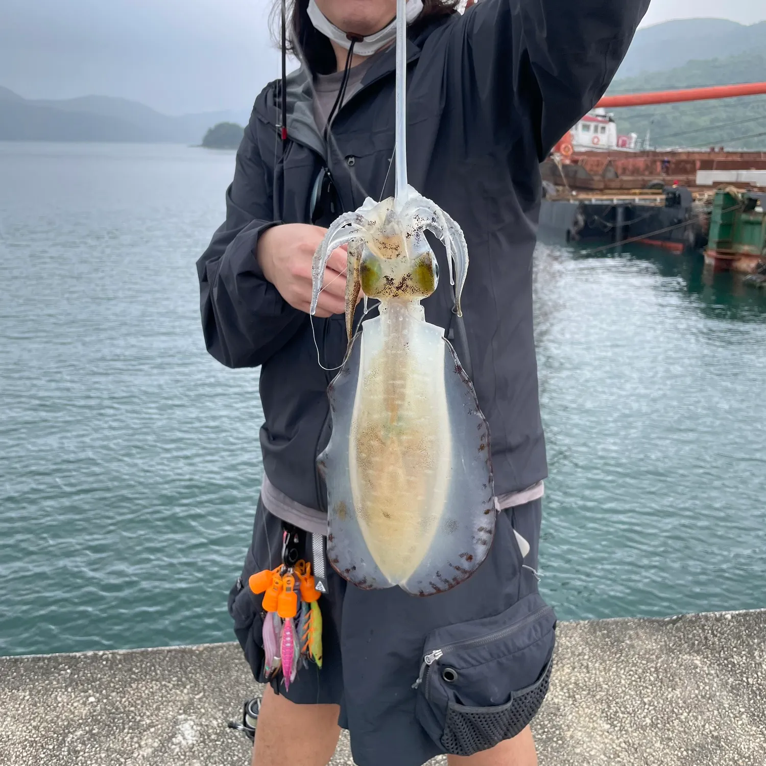 The most recent Bigfin reef squid catches on Fishbrain