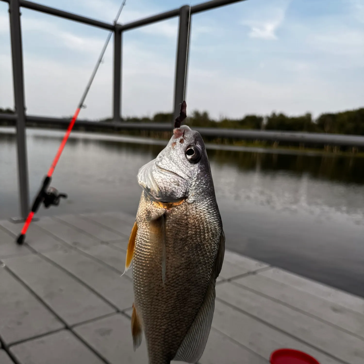 Freshwater drum caught on Fishbrain