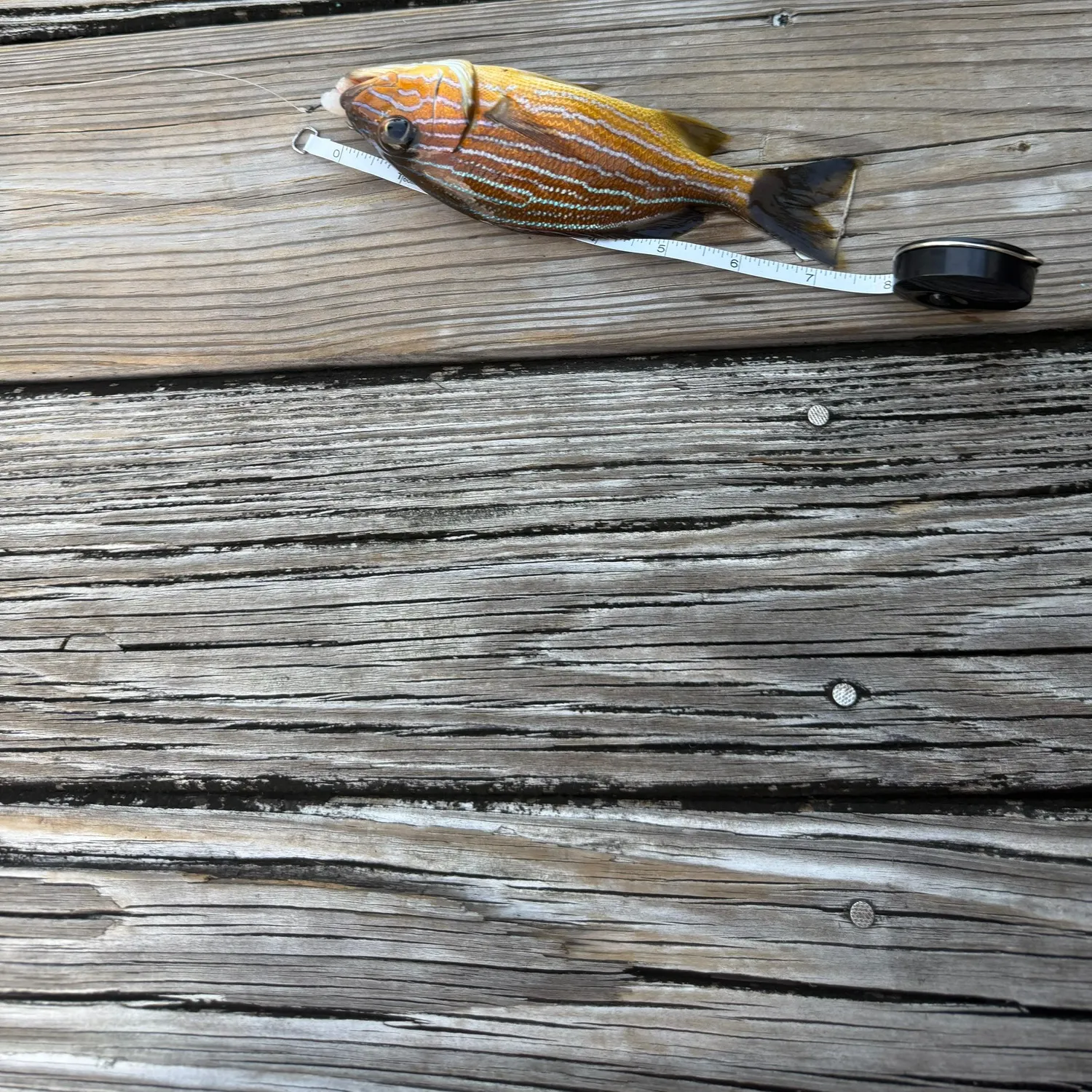 The most recent Bluestriped grunt catches on Fishbrain