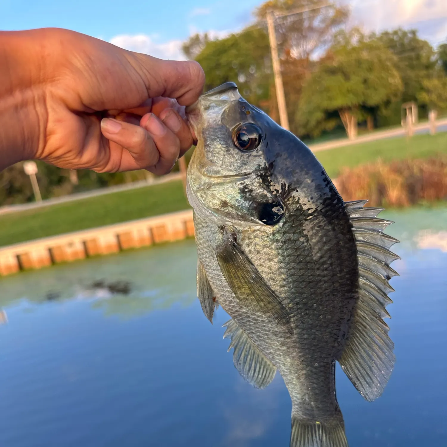 Bluegill caught on Fishbrain